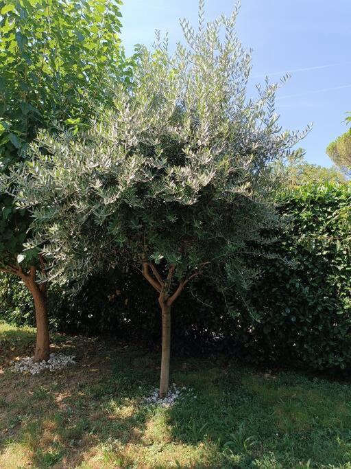 B&B Il Tulipano 科莫 外观 照片