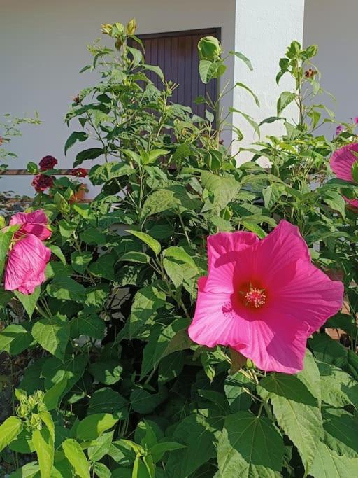 B&B Il Tulipano 科莫 外观 照片