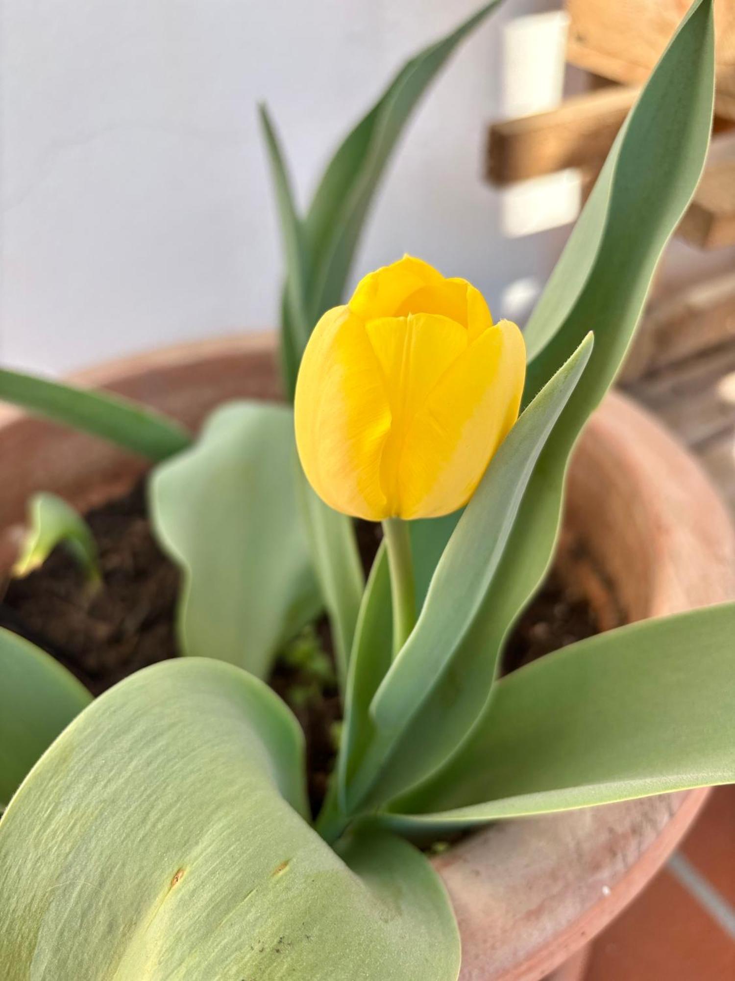 B&B Il Tulipano 科莫 外观 照片